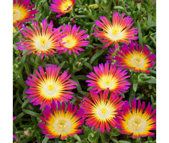 DELOSPERMA WOW HOTPINK WONDER  BQ10