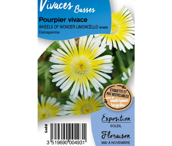 DELOSPERMA WOW LIMONCELLO BQ10