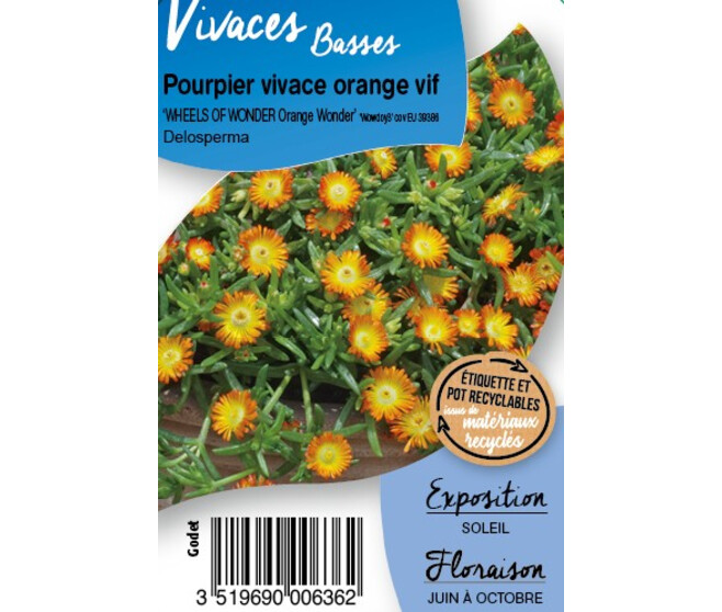 DELOSPERMA WOW ORANGE WONDER  BQ10