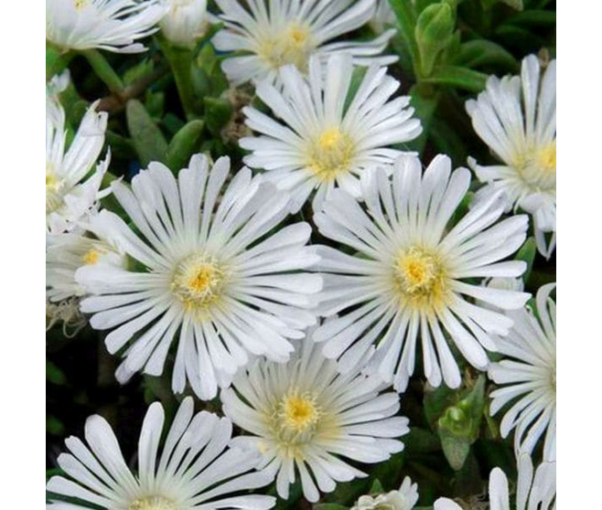 DELOSPERMA WOW WHITE WONDER  BQ10