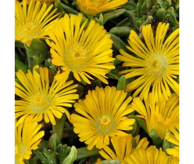 DELOSPERMA WOW YELLOW WONDER  BQ10