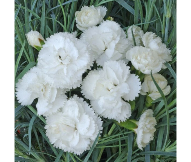 OEILLET PLUMARIUS HAYTOR WHITE BQ10