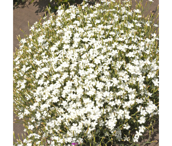 OEILLET DELTOIDES ALBIFLORUS BQ10