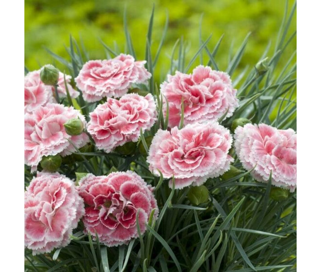 OEILLET PLUMARIUS SCENT FIRST BQ10