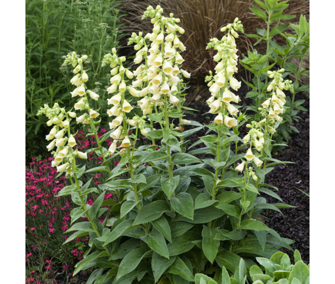 DIGITALIS GRANDIFLORA JAUNE BQ10