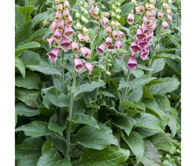 DIGITALIS MERTONENSIS BQ10