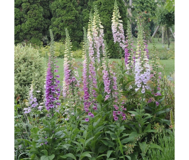 DIGITALIS PURPUREA EXCELSIOR  BQ10