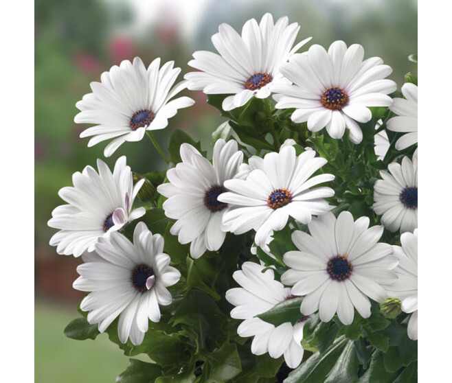OSTEOSPERMUM BLANC BQ10