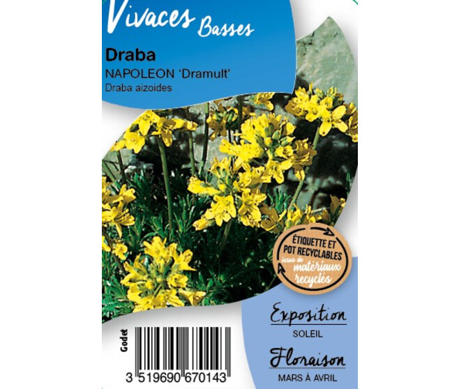 DRABA AIZOIDES NAPOLEON DRAMULT BQ10