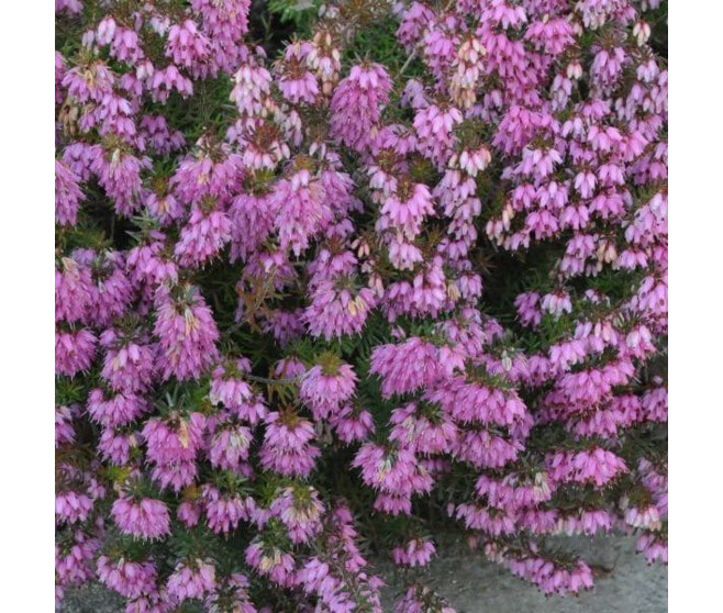 ERICA DARLEYENSIS GHOST HILLS BQ10