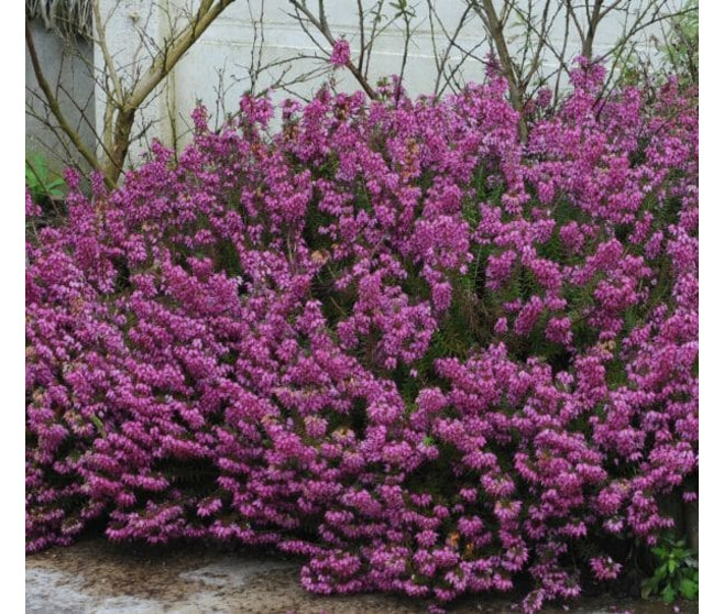 ERICA DARLEYENSIS KRAMERS ROTE BQ10