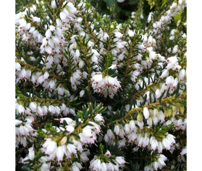 ERICA DARLEYENSIS WHITE GLOW BQ10