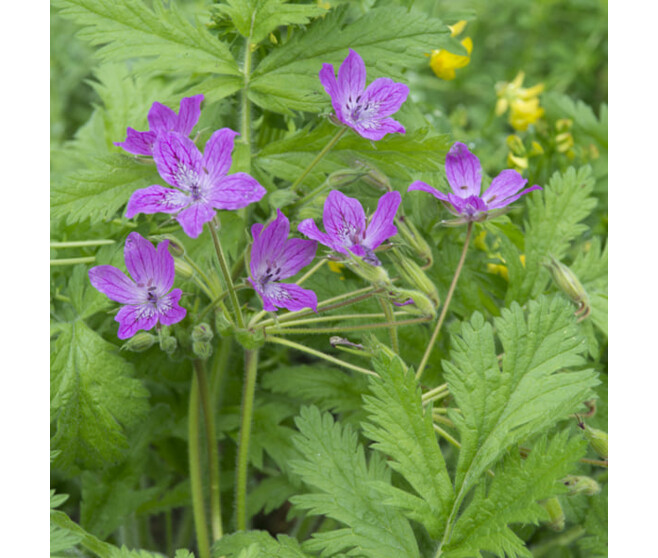 ERODIUM MANESCAVII BQ10