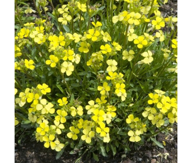 ERYSIMUM ZWERG BQ10