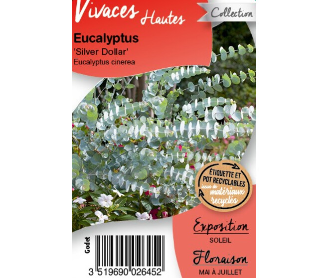 EUCALYPTUS SILVER DOLARD BQ10