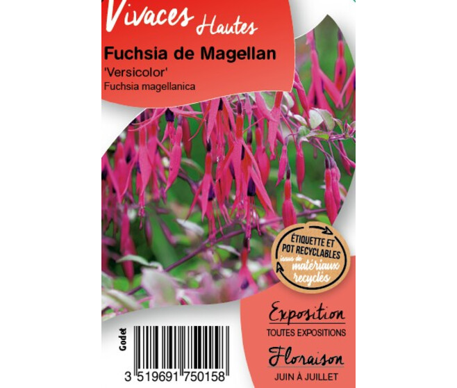 FUCHSIA MAGELLANICA VERSICOLOR BQ10