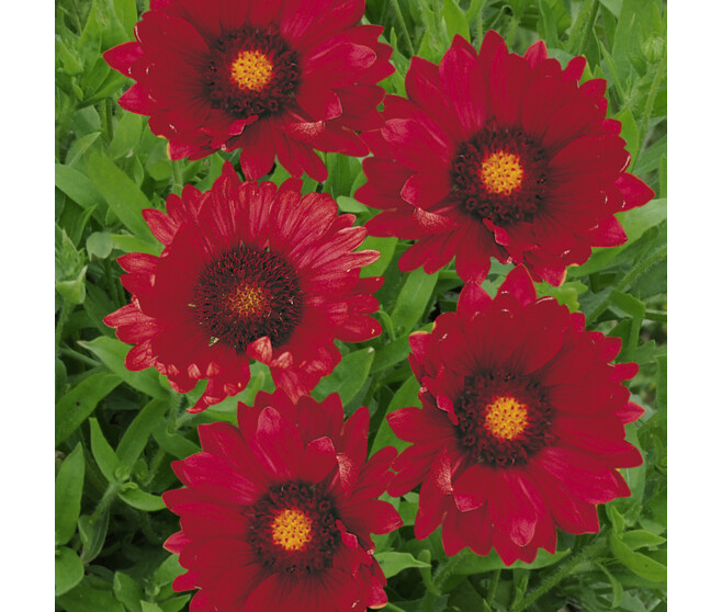 GAILLARDE BURGUNDER BQ10