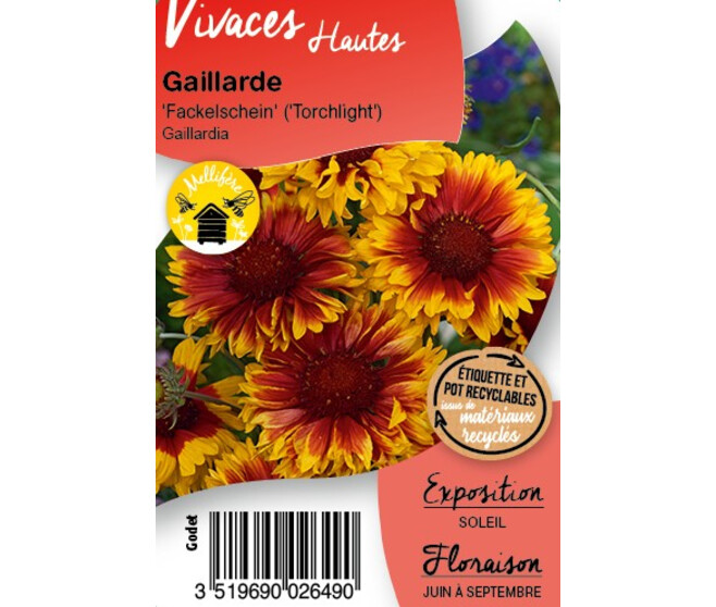 GAILLARDIA FACKELSCHEIN BQ10