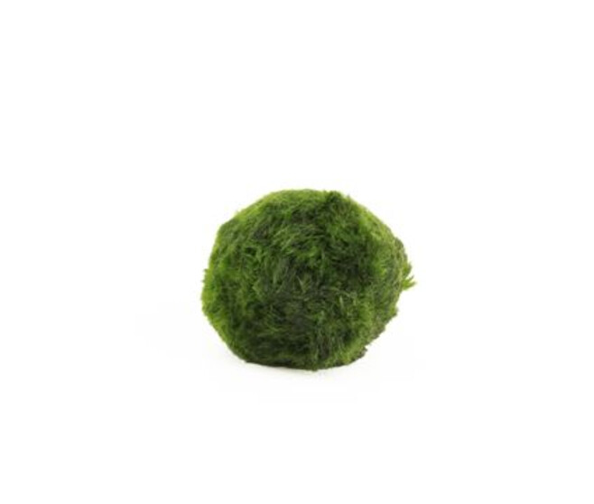 MOUSSE BOULE