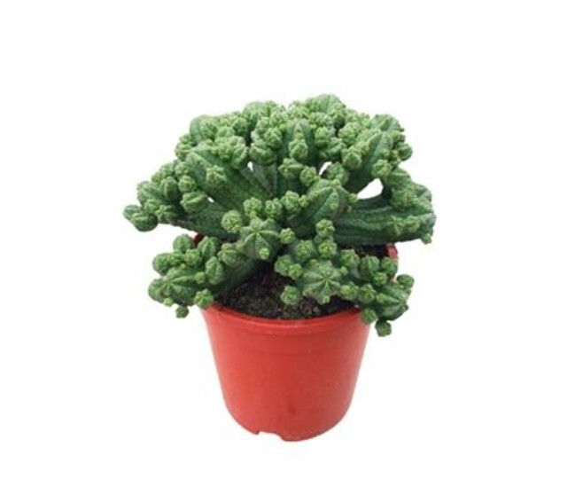 EUPHORBIA BAIOENSIS