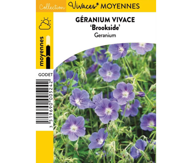 GERANIUM BROOKSIDE BQ10