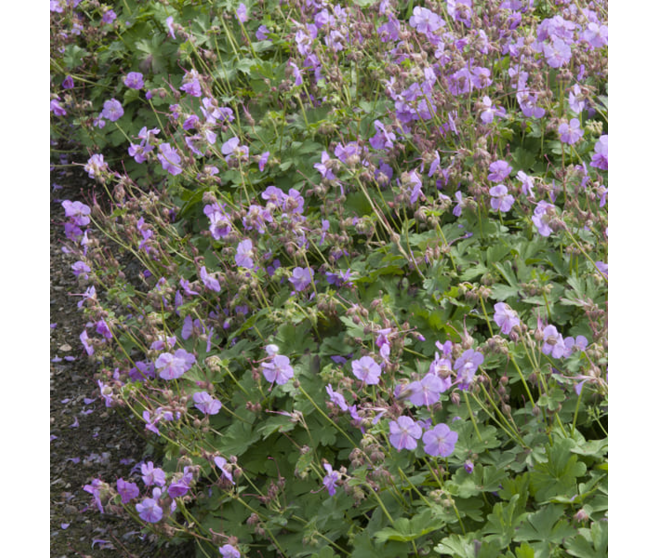 GERANIUM CANTABRIGIENSE CAMBRIDGE BQ10