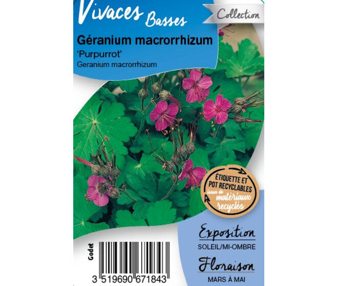 GERANIUM MACRORRHIZUM PURPURROT BQ10