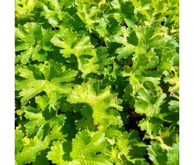 GERANIUM IBERICUM TURCO BQ10