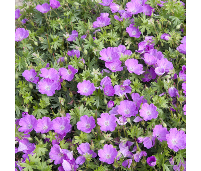 GERANIUM SANGUIN MAX FREI BQ10