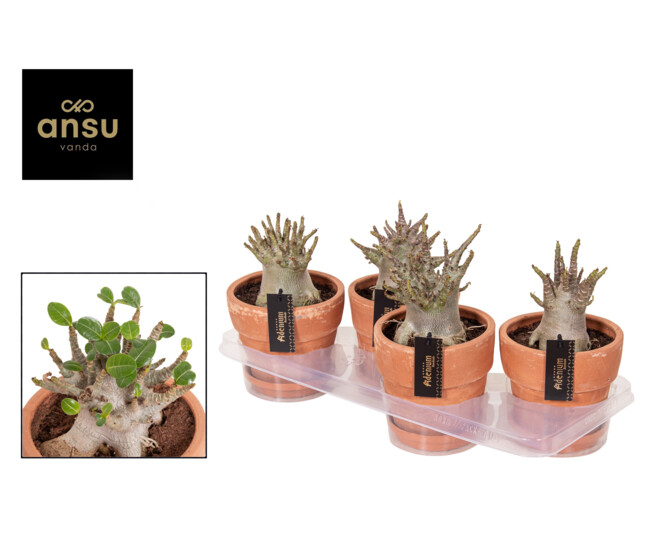 ADENIUM BAOBAB P TERRE