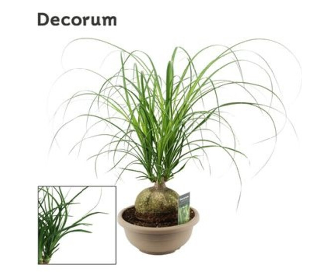 BEAUCARNEA TRONC COUPE