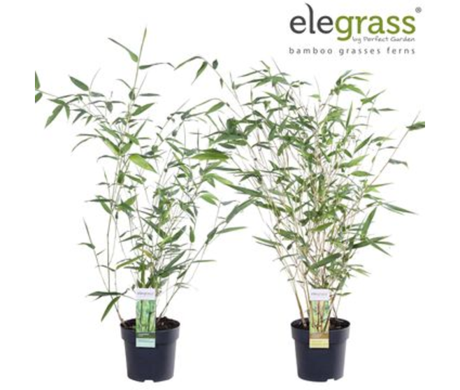 BAMBOU PHYLLOSTACHYS BISSETTI