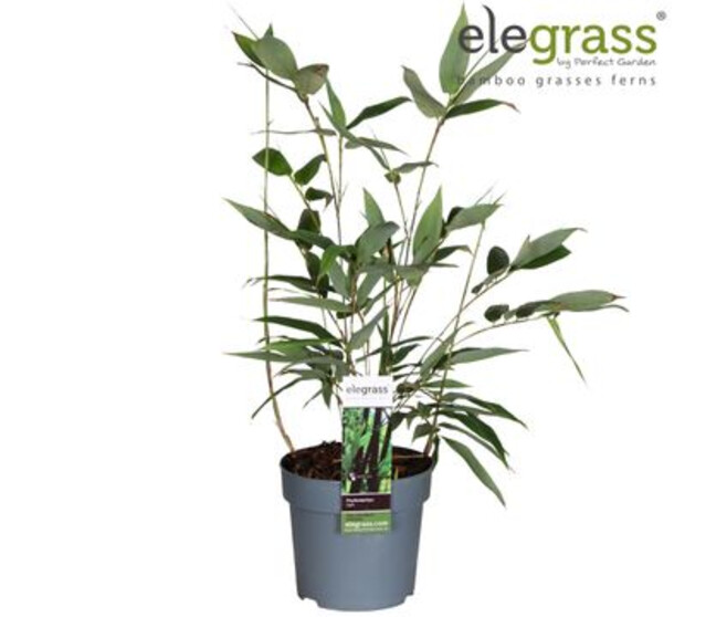BAMBOU PHYLLOSTACHYS NIGRA