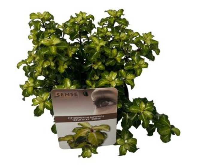 PITTOSPORUM GOLD STAR
