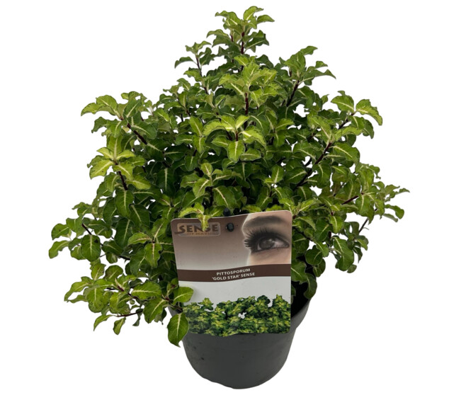 PITTOSPORUM GOLD STAR
