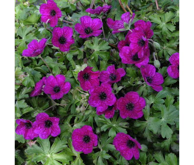 GERANIUM SPLENDENS BQ10
