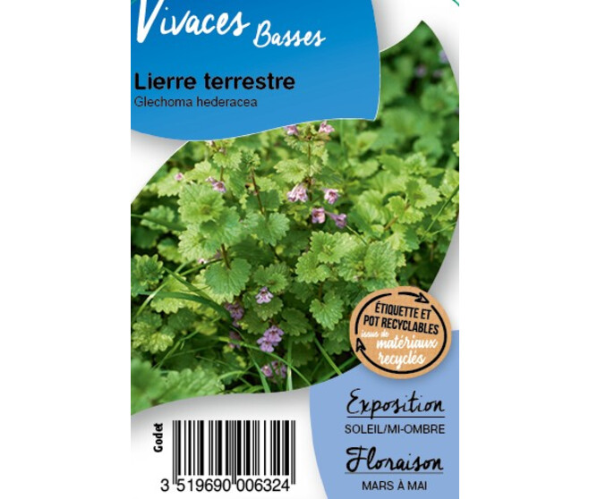 GLECHOMA HEDERACEA BQ10