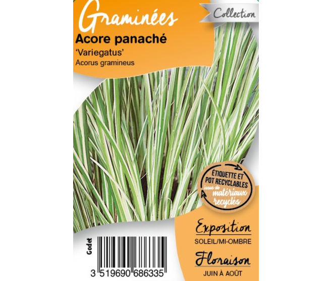 ACORUS GRAMINEUS VARIEGATUS BQ10