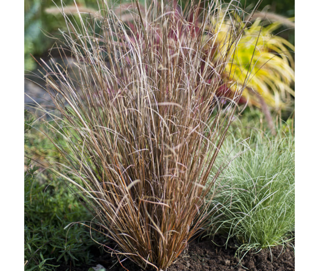 CAREX BUCHANANII RED ROOSTER BQ10