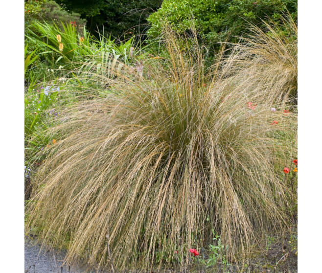 CAREX COMANS BRONZE FORM BQ10