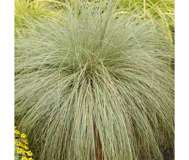 CAREX COMANS FROSTED CURLS BQ10