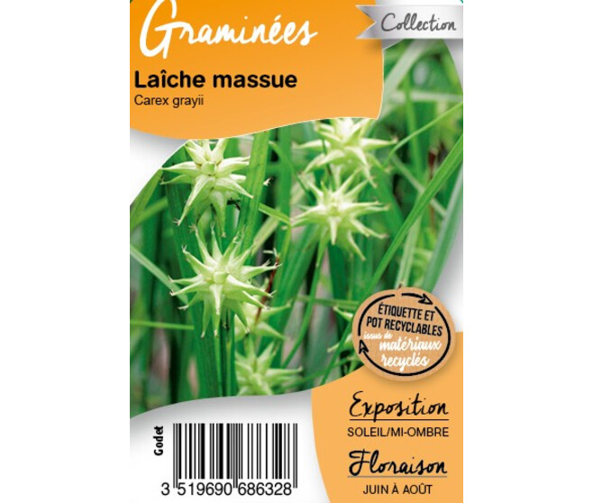 CAREX GRAYI BQ10