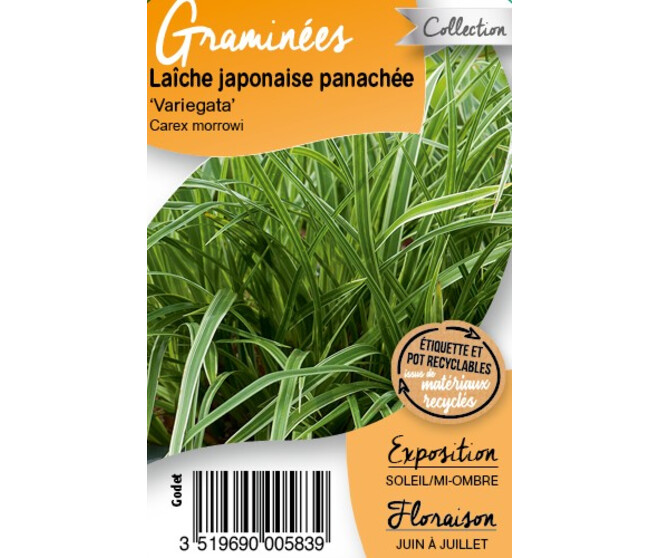 CAREX MORROWII VARIEGATA BQ10