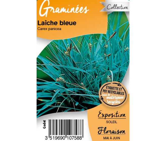 CAREX PANICEA BQ10