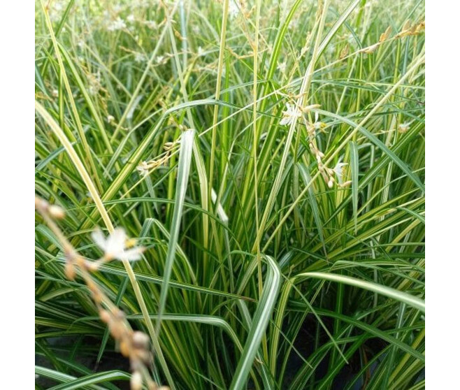 CHLOROPHYTUM STARLIGHT BQ10