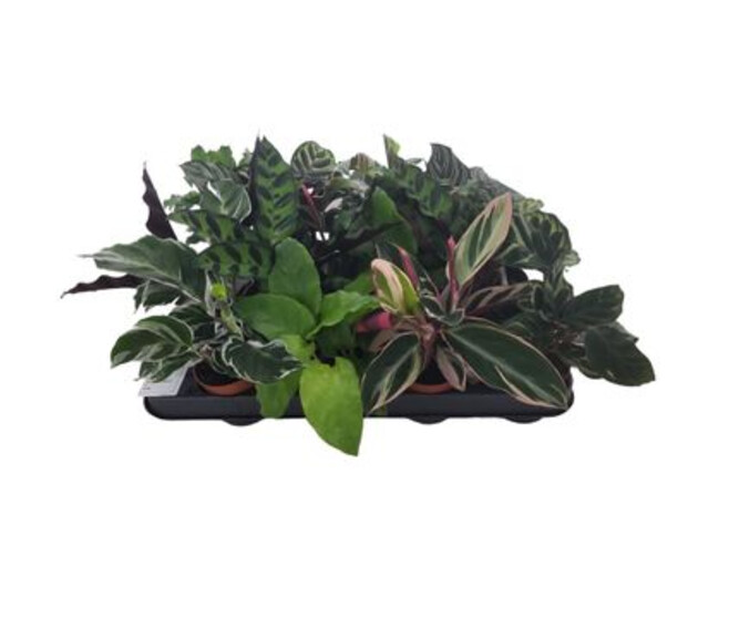 CALATHEA VARIE