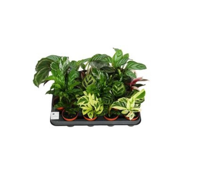 CALATHEA VARIE