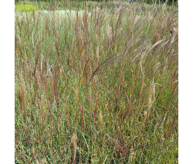 MISCANTHUS KLEINE SILBERSPINNE BQ10