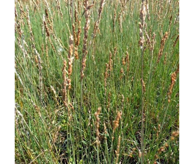 MOLINIA CAERULA BQ10
