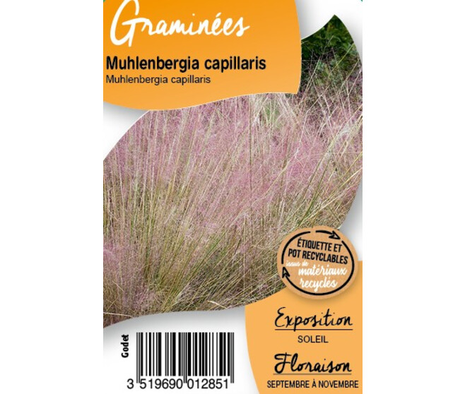 MUHLENBERGIA CAPILLARIS BQ10